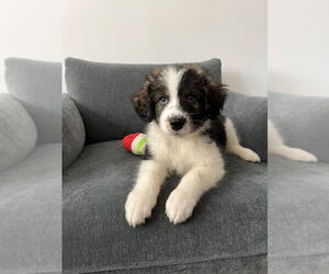 Border-Aussie Dogs for adoption in Brooklyn, NY, USA