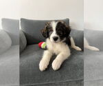 Small Border-Aussie