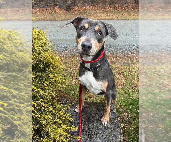 Medium Photo #5 Doberman Pinscher-Unknown Mix Puppy For Sale in Rockaway, NJ, USA