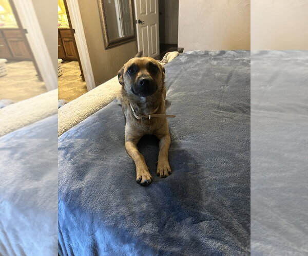 Medium Photo #2 Feist Terrier-Unknown Mix Puppy For Sale in Boston, MA, USA