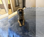 Small #1 Feist Terrier Mix
