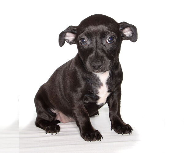 Medium Photo #3 Chiweenie Puppy For Sale in Oakland Park, FL, USA