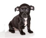 Small #2 Chiweenie
