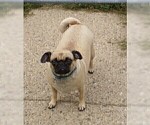 Small Photo #1 Pug Puppy For Sale in NEW CASTLE, IN, USA
