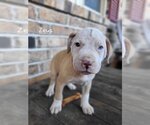 Small Photo #24 Mutt Puppy For Sale in Wakefield, RI, USA