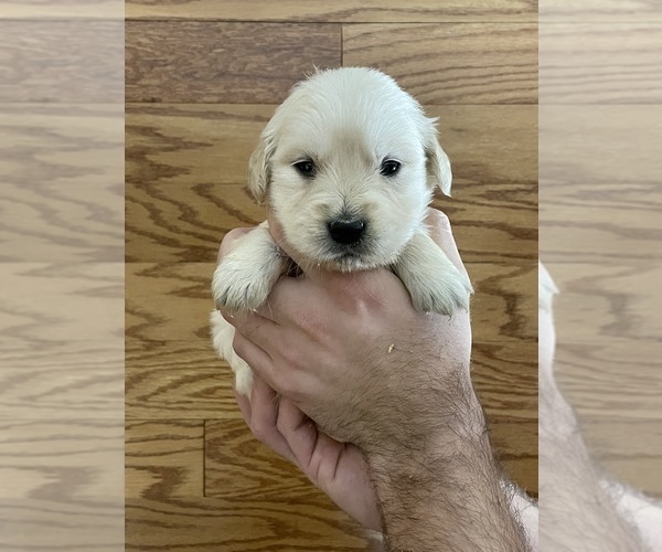 Medium Photo #9 Golden Retriever Puppy For Sale in BISHOP, GA, USA