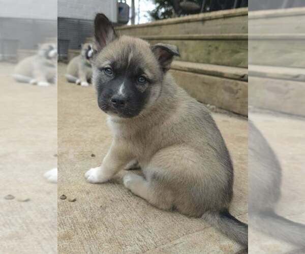 Medium Photo #1 Siberian Husky-Unknown Mix Puppy For Sale in Raleigh, NC, USA