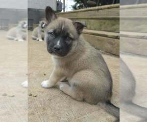 Siberian Husky-Unknown Mix Dogs for adoption in Raleigh, NC, USA