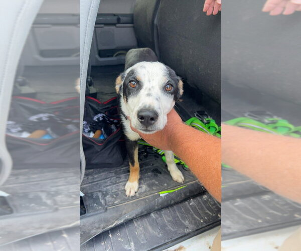 Medium Photo #2 Border-Aussie Puppy For Sale in Bolivar, MO, USA