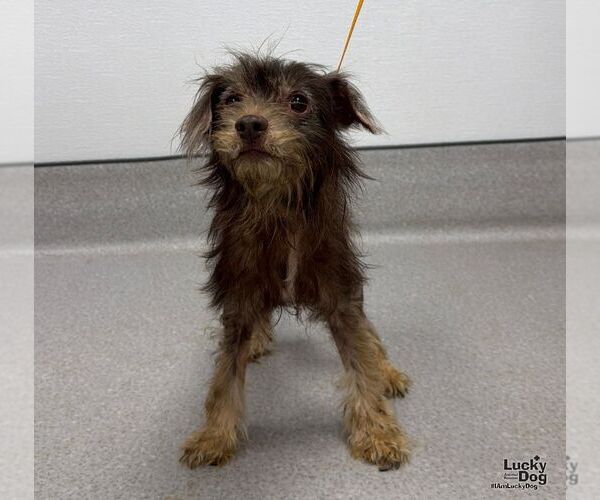 Medium Photo #3 Poodle (Miniature)-Unknown Mix Puppy For Sale in Washington, DC, USA