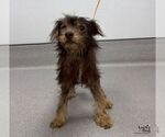 Small Photo #3 Poodle (Miniature)-Unknown Mix Puppy For Sale in Washington, DC, USA