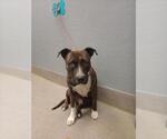 Small American Pit Bull Terrier Mix