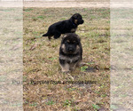 Small Photo #2 German Shepherd Dog Puppy For Sale in WALTERBORO, SC, USA