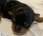Small Photo #17 Yorkshire Terrier Puppy For Sale in MERCED, CA, USA