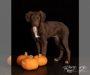 Australian Kelpie-Unknown Mix Dogs for adoption in Claremore, OK, USA