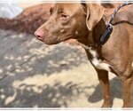 Small #3 Labrador Retriever Mix