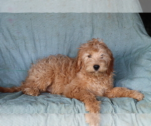 Cavalier King Charles Spaniel-Goldendoodle Mix Puppy for sale in SHILOH, OH, USA