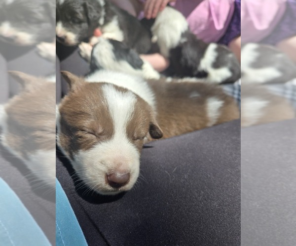 Medium Photo #2 Border Collie Puppy For Sale in LEBANON, MO, USA