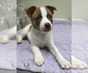 Pomsky Dogs for adoption in Lancaster, PA, USA