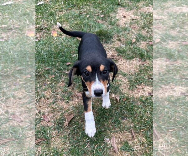 Medium Photo #3 Beagle-Unknown Mix Puppy For Sale in Plainfield, IL, USA