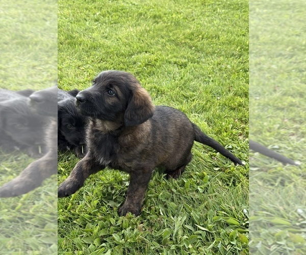 Medium Photo #4 Shepadoodle Puppy For Sale in UTICA, NY, USA