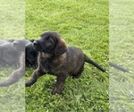 Small Photo #4 Shepadoodle Puppy For Sale in UTICA, NY, USA