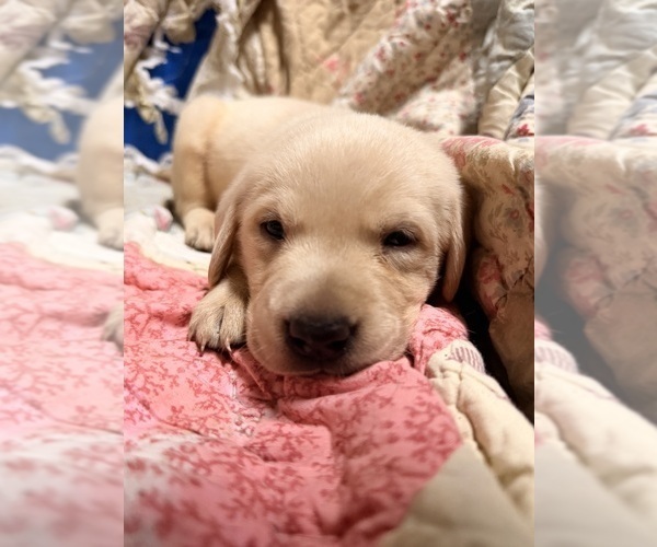 Medium Photo #4 Labrador Retriever Puppy For Sale in SUMMERVILLE, SC, USA