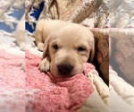 Small #3 Labrador Retriever