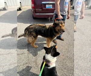Shollie Dogs for adoption in Aurora, IN, USA