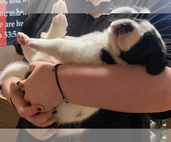 Medium Photo #4 Cane Corso-Saint Bernard Mix Puppy For Sale in WORCESTER, MA, USA