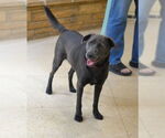Small #1 Labrador Retriever Mix
