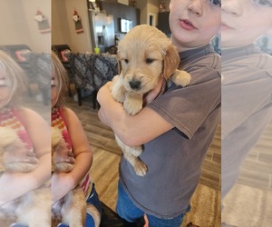 Golden Retriever Puppy for Sale in KINGMAN, Arizona USA
