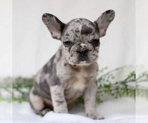 French Bulldog Puppy for sale in EAST EARL, PA, USA