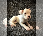 Image preview for Ad Listing. Nickname: Poppy