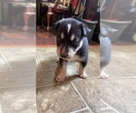Small Photo #2 Labrador Retriever-Siberian Husky Mix Puppy For Sale in RALEIGH, NC, USA