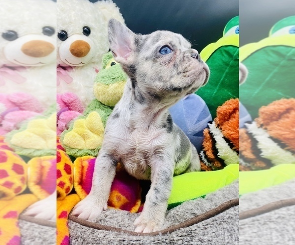 Medium Photo #7 French Bulldog Puppy For Sale in BELLVIEW, TX, USA