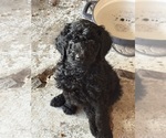 Puppy Puppy 6 Poodle (Standard)