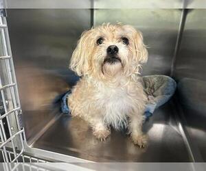 Maltese-Unknown Mix Dogs for adoption in Grand Prairie, TX, USA