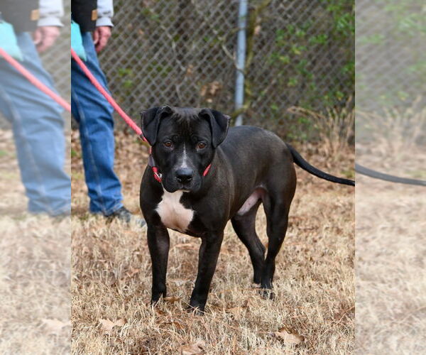 Medium Photo #4 Mutt Puppy For Sale in Glen Allen, VA, USA
