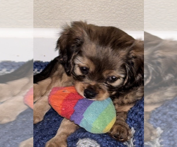 Medium Photo #16 Cavachon Puppy For Sale in OLYMPIA, WA, USA