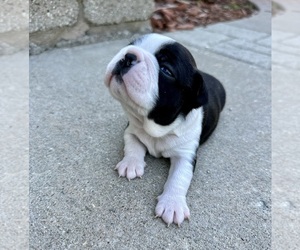 Boston Terrier Puppy for Sale in WASHBURN, Missouri USA