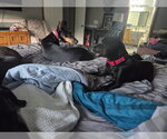 Small #4 Doberman Pinscher Mix