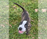 Small #3 Labrador Retriever-Plott Hound Mix