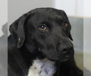 Labrador Retriever-Unknown Mix Dogs for adoption in San Antonio, TX, USA