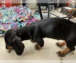 Puppy R2 Dachshund