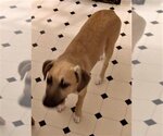 Small #3 Labrador Retriever Mix