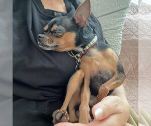 Loki - Male Chipin Dog for Adoption - Photo #3