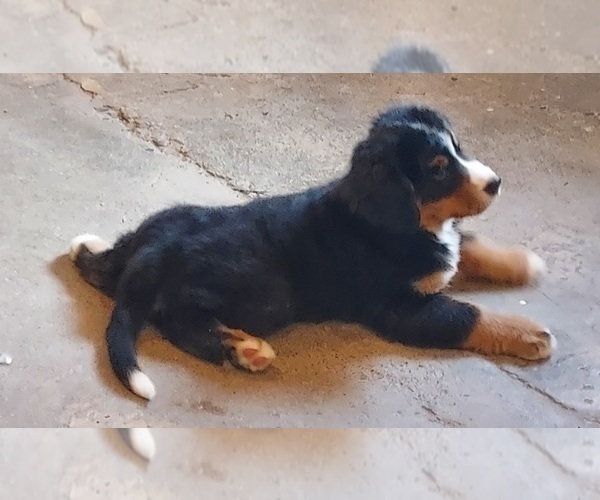 Medium Photo #1 Bernese Mountain Dog Puppy For Sale in MILLERTON, PA, USA