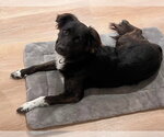 Small #2 Border Collie