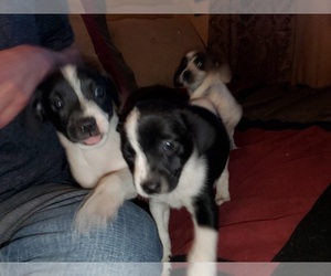 Jack Russell Terrier-Unknown Mix Puppy for sale in SPOKANE, WA, USA